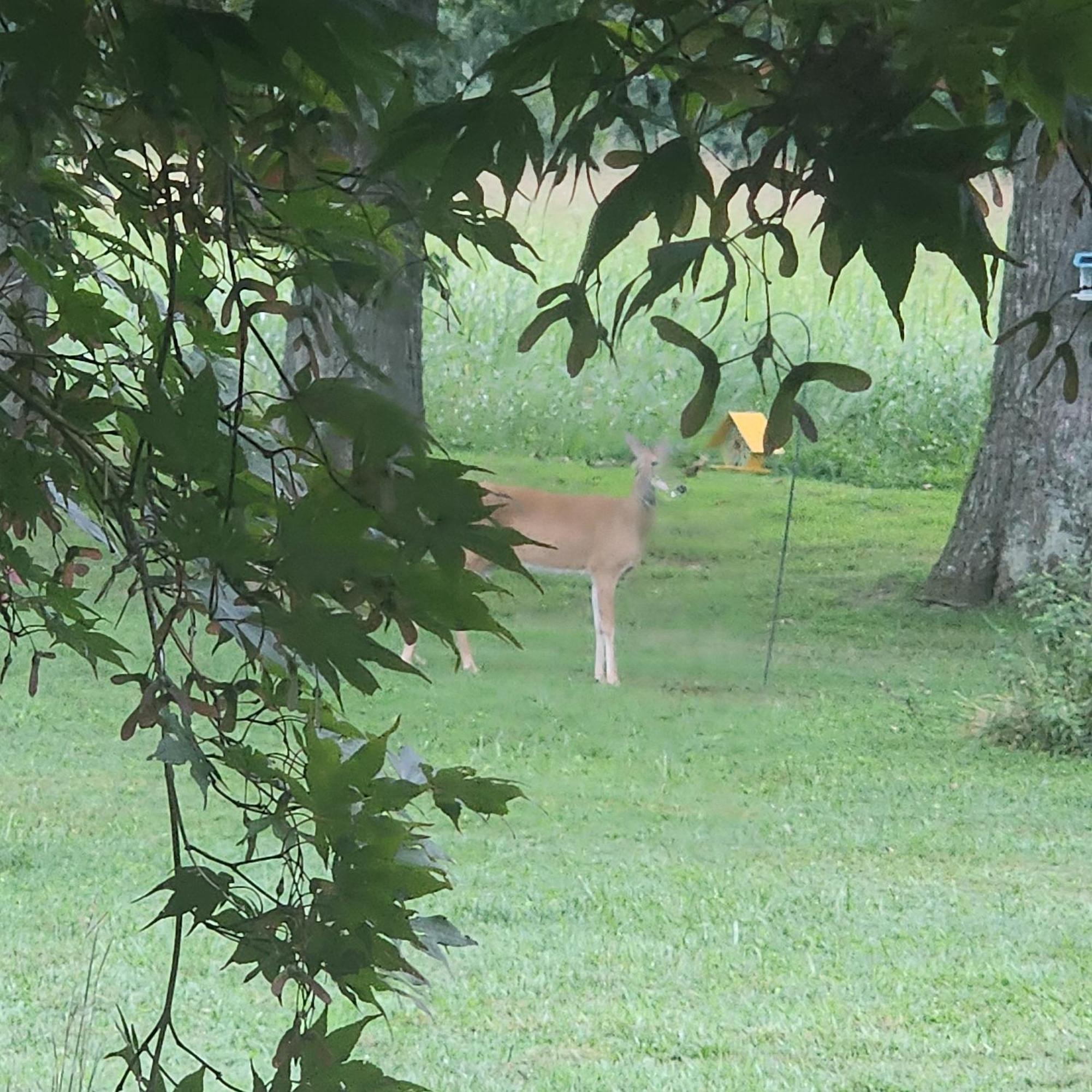 Sisters On Sycamore B&B Russellville Luaran gambar