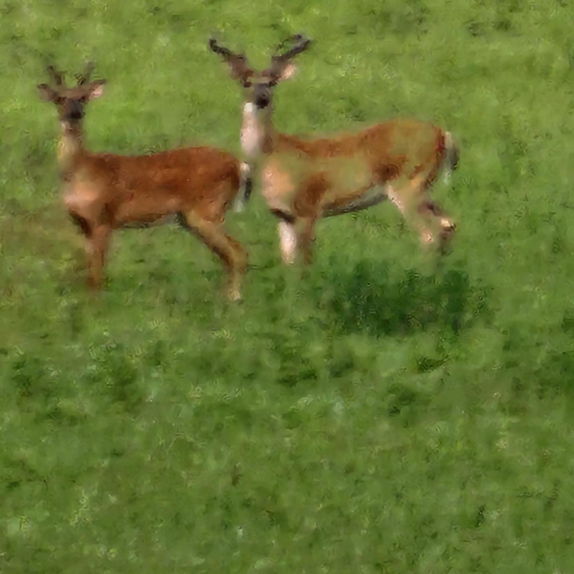 Sisters On Sycamore B&B Russellville Luaran gambar