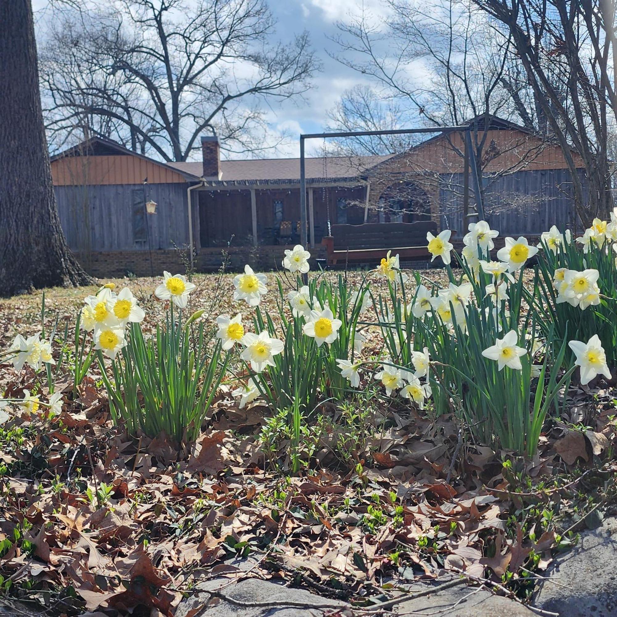 Sisters On Sycamore B&B Russellville Luaran gambar